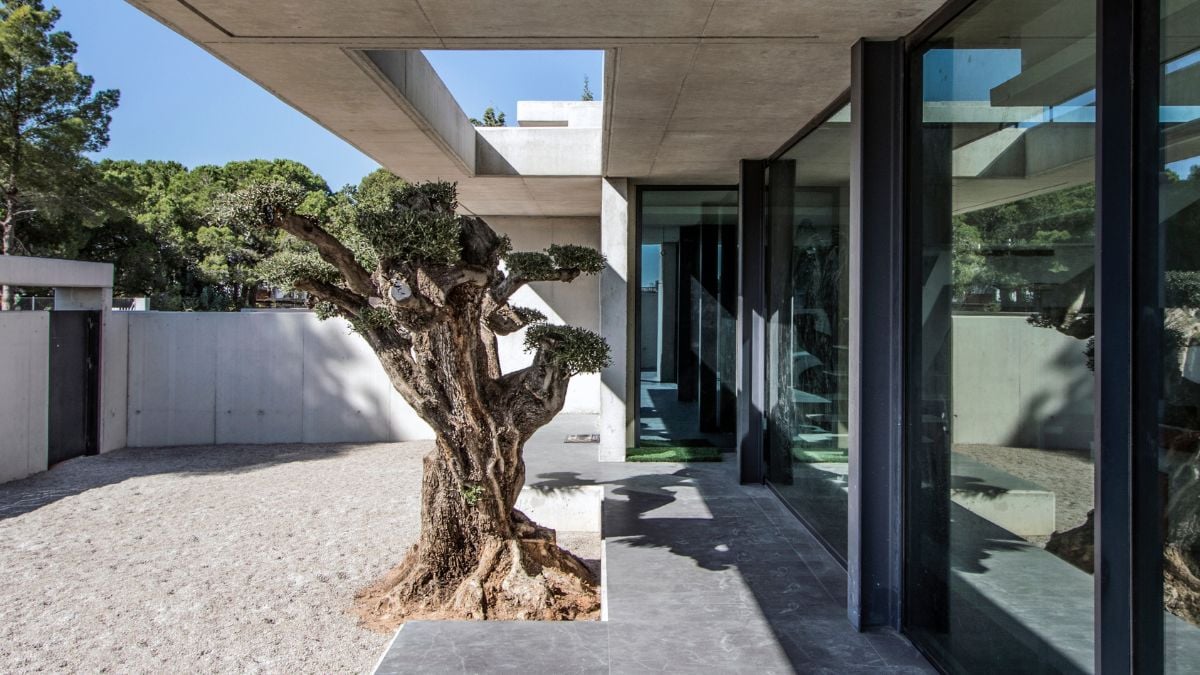 这张照片展示了房子的外观设计，以橄榄树为焦点。