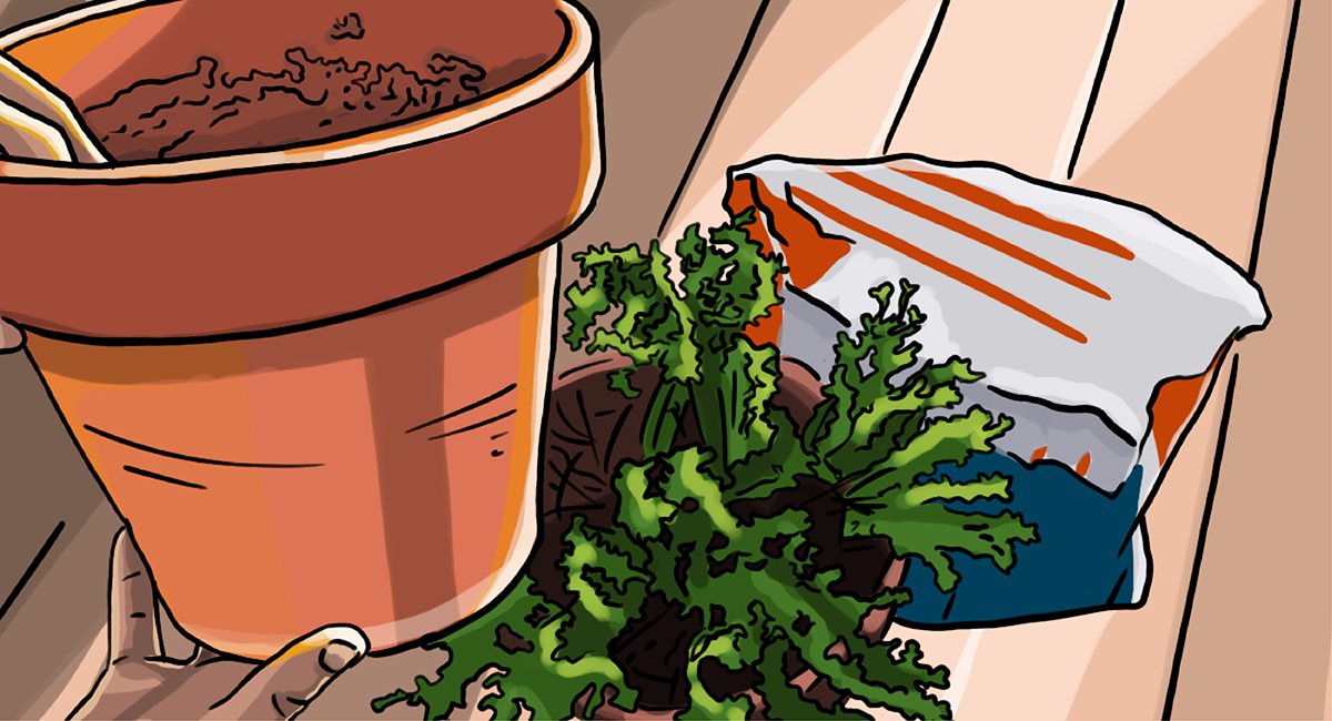 如何在花盆中种植百里香-第一步。为你的百里香选择最好的花盆或容器
