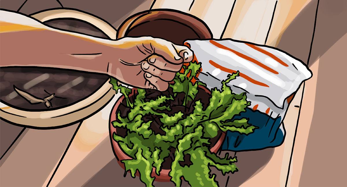 如何在花盆中种植百里香-第4步。用你的手指作为湿度指示器