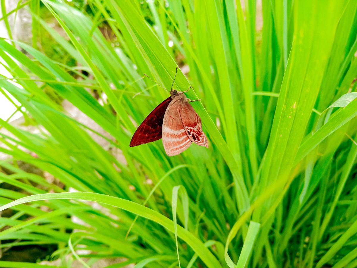 明亮的绿色柠檬草叶子和一个美丽的红蝴蝶