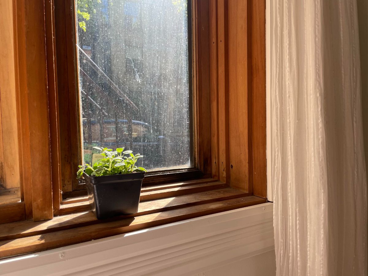 小的牛至植物生长在一个阳光明媚的窗台