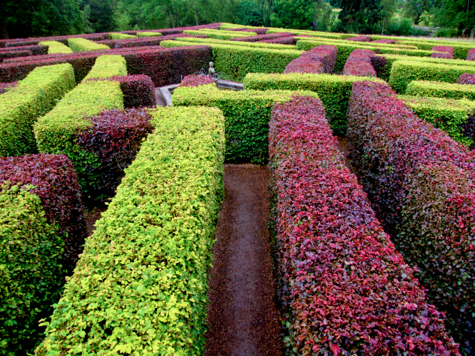 2种颜色的篱笆迷宫交替在绿色和紫色