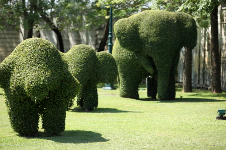 三只修剪的大象;一头母象带着两只小象在一大片草地上